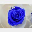 B級特価◎【プリザーブド】GARDEN PALETTE MONO/ミアローズ ロイヤルブルー 8輪/B級XGP920-52