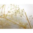 B級特価◎【プリザーブド】GARDEN PALETTE MONO/ソフトミニカスミ草 ホワイト 約25g/B級XGPGE-50