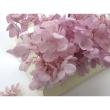B級特価◎【プリザーブド】GARDEN PALETTE MONO/ピラミッドアジサイ ソフトライラック 約15g/B級XGPP-25