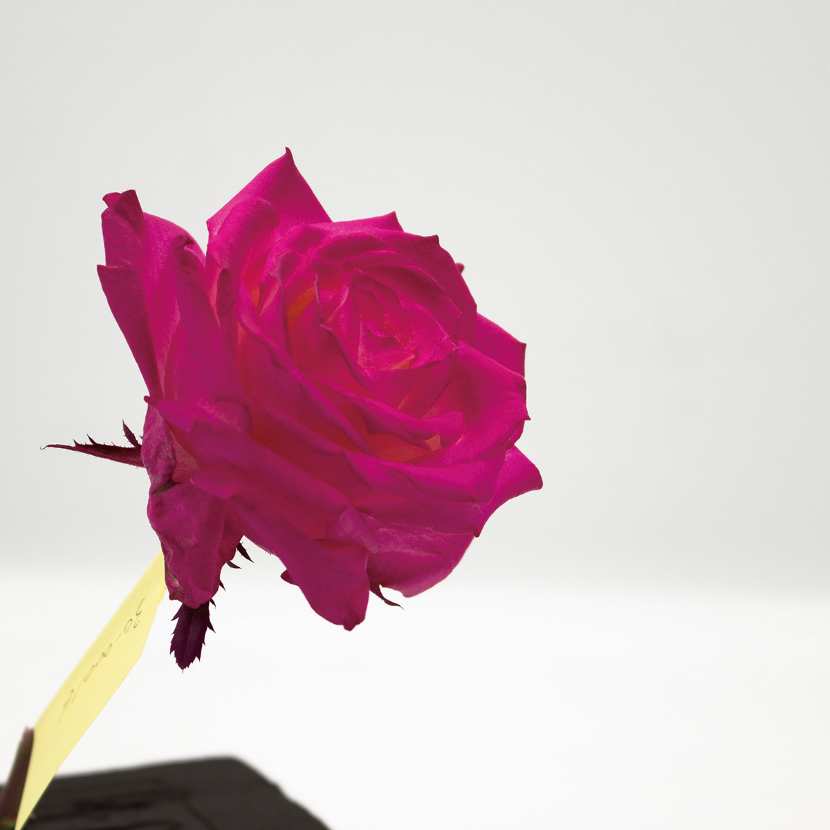 オアシス カラースプレー フューシャピンク 400ml D0016 通販 はなどんやアソシエ