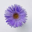 オアシス/Just for flowers(カラースプレー) ブルーバイオレット 400ml/136