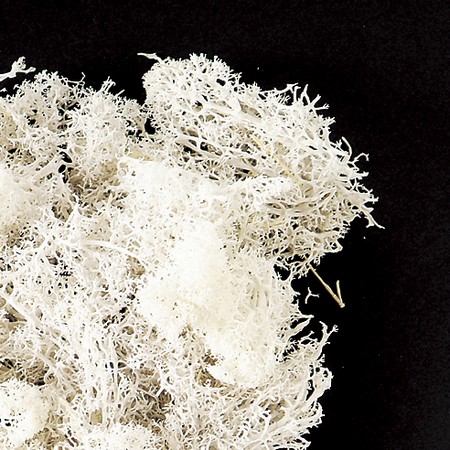 即日 プリザーブド 東花 フィンランドモス ホワイト 約25g 通販 はなどんやアソシエ 即日 プリザーブド 東花 フィンランドモス ホワイト 約25g 通販 はなどんやアソシエ