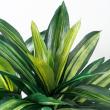 【直送】【人工観葉植物】YDM/マッサンポット　/GLA1200※返品・代引・キャンセル不可