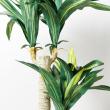 【直送】【人工観葉植物】YDM/マッサンポット　/GLA1200※返品・代引・キャンセル不可