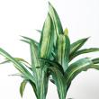 【直送】【人工観葉植物】YDM/マッサンポット　/GLA1200※返品・代引・キャンセル不可