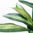 【直送】【人工観葉植物】YDM/マッサンポット　/GLA1200※返品・代引・キャンセル不可