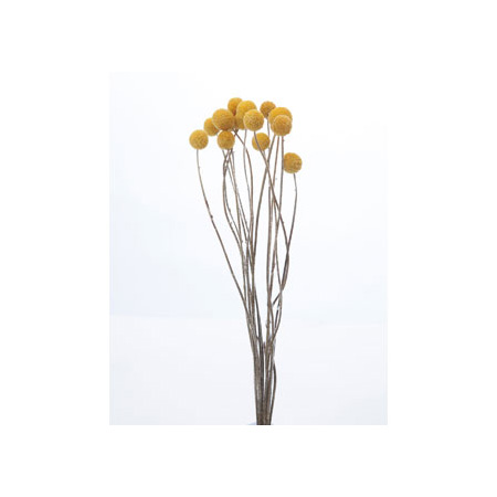 特価◎即日★【ドライ】コアトレーディング/ビリーボタン ナチュラルイエロー/17148