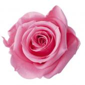 【プリザーブド】フロールエバー/メディアナショートローズ6輪　シュガーピンク/FL034-47