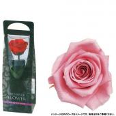 プリザーブド】フロールエバー/ショートステムローズ ベイビーピンク