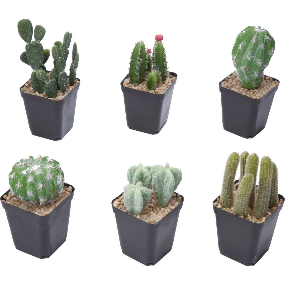 人工観葉植物 Ydm サボテンポット6ast アソート 6種類のいずれか1つ お選びいただけません Gla 1431 Ast 通販 はなどんやアソシエ 人工観葉植物 Ydm サボテンポット6ast アソート 6種類のいずれか1つ お選びいただけません Gla 1431 Ast 通販 はなどんやアソシエ