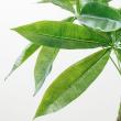 【直送】【人工観葉植物】YDM/180CMパキラ グリーン/GLP-1522-GR ※返品代引不可