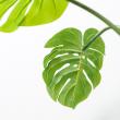 【人工観葉植物】YDM/フレッシュモンステラ グリーン/GLP-1514-GR