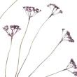 大特価◎【造花】YDM/ロングベリーブランチ/FG-5027-PU