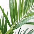 【直送】【人工観葉植物】YDM/ケンチャヤシ グリーン/GLP-1528GR ※返品・代引・キャンセル不可