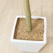 【直送】【人工観葉植物】YDM/トネリコツリー グリーン/GLA-1545-GR ※返品・代引・キャンセル不可