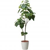 【直送】【人工観葉植物】YDM/180ｃｍウンベラータポット アイボリー/GLPS-1512-IVL ※返品・代引・キャンセル不可