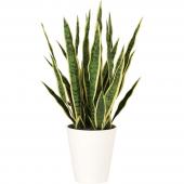 直送】【人工観葉植物】YDM/サンスベリアポット65cm/GLPT-222 ※返品