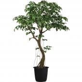直送】【人工観葉植物】ベンジャミナSコアッド2.3m/GLPT-228返品代引
