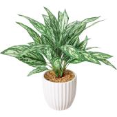 人工観葉植物】YDM/アグラオネマポット グリーン/GLA-1566GR - 花材