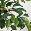 【直送】【人工観葉植物】YDM/180cmベンジャミンツリー グリーン/GLP-1580-GR ※返品・代引・キャンセル不可