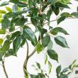 【直送】【人工観葉植物】YDM/180cmベンジャミンツリー グリーン/GLP-1580-GR ※返品・代引・キャンセル不可