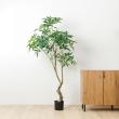【直送】【人工観葉植物】YDM/180cmパキラ グリーン/GLP-1566-GR ※返品・代引・キャンセル不可