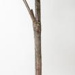 【直送】【人工観葉植物】YDM/180cmショウナンゴム グリーン/GLP-1572-GR ※返品・代引・キャンセル不可