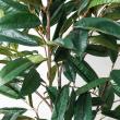 【直送】【人工観葉植物】YDM/180cmショウナンゴム グリーン/GLP-1572-GR ※返品・代引・キャンセル不可