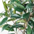【直送】【人工観葉植物】YDM/180cmショウナンゴム グリーン/GLP-1572-GR ※返品・代引・キャンセル不可