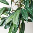 【直送】【人工観葉植物】YDM/180cmショウナンゴム グリーン/GLP-1572-GR ※返品・代引・キャンセル不可