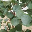 【人工観葉植物】YDM/ユーカリツリーポット グリーン/GLA-1581-GR