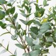 【人工観葉植物】YDM/ユーカリポット グリーン/GLA-1579-GR