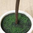 【人工観葉植物】YDM/ユーカリポット グリーン/GLA-1579-GR