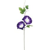 アサガオ アサガオ 暁の光｜種（タネ）,球根,苗,資材,ガーデニンググッズの通販