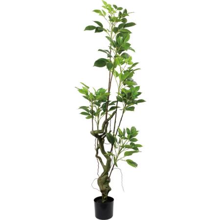 【直送】【人工観葉植物】YDM/180cmマルベリーツリー/GLP-1586GR ※返品・代引・キャンセル不可