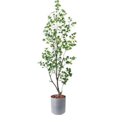 特価◎【直送】【人工観葉植物】YDM/180cmフィカストライアンギュラス ※返品・代引・キャンセル不可