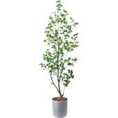 直送】【人工観葉植物】YDM/180cmフィカストライアンギュラス ※返品