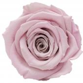 【プリザーブド】アモローサ/ルーナ 6輪 ブライダルピンク/1115-21