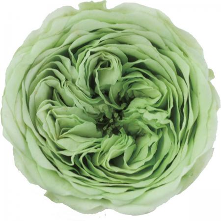 プリザーブド アモローサ クララ 6輪 ミントグリーン 1113 75 通販 はなどんやアソシエ