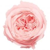 【プリザーブド】大地農園/ローズ・てまり　8輪　ブライダルピンク/02460-101