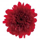 【プリザーブド】小菊 12リン ベニイロ/76-3680-331