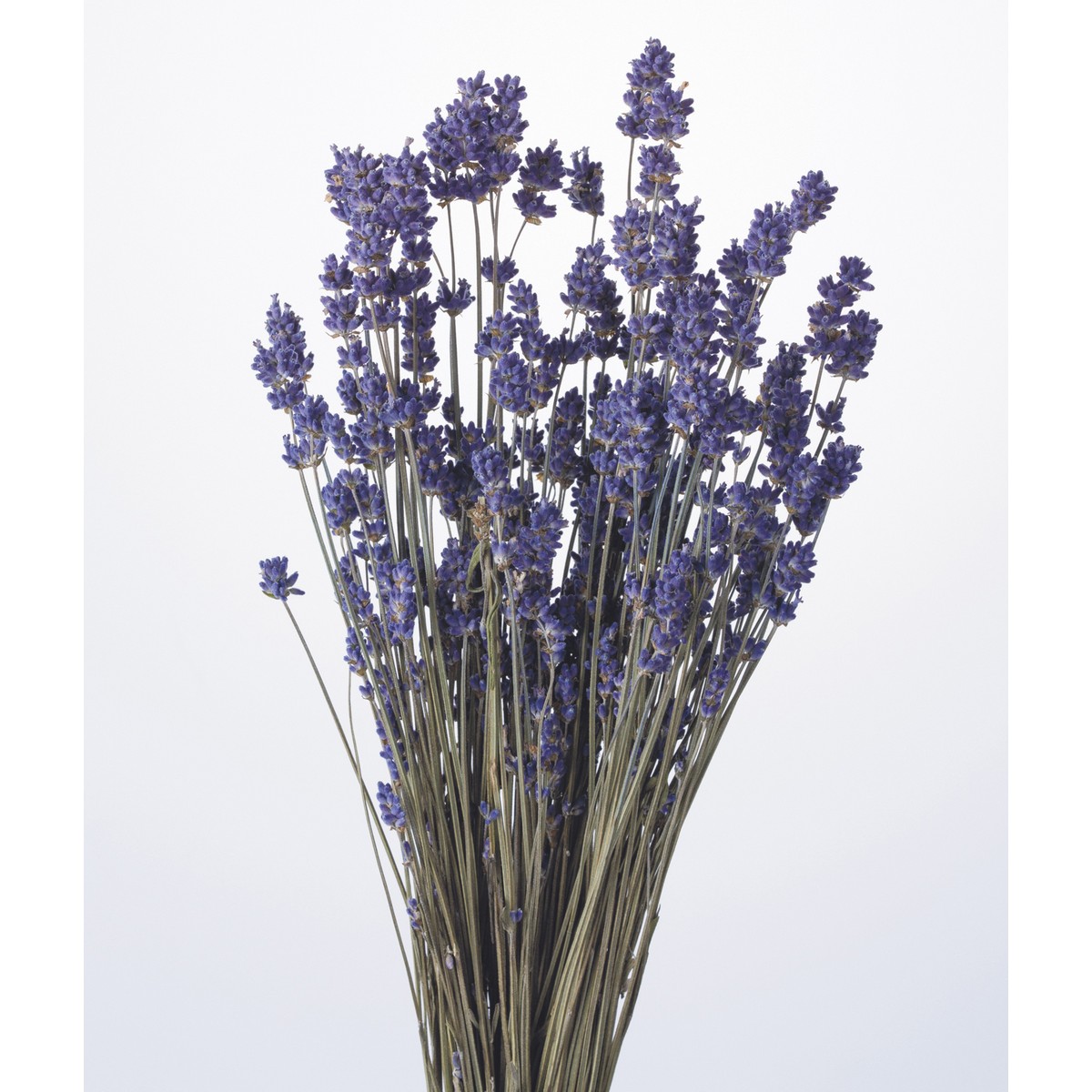 即日 ドライ 大地農園 ラベンダー 国産 30g N 100 000 通販 はなどんやアソシエ 即日 ドライ 大地農園 ラベンダー 国産 30g N 100 000 通販 はなどんやアソシエ