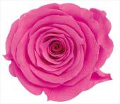 【プリザーブド】大地農園/ローズ・かのん・L　8輪　ストロベリー/05203-221