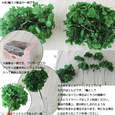 即日 プリザーブド 大地農園 ソフトピラミッドアジサイヘッドジュリアオレンジ 361 通販 はなどんやアソシエ 即日 プリザーブド 大地農園 ソフトピラミッドアジサイヘッドジュリアオレンジ 361 通販 はなどんやアソシエ