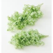 【プリザーブド】大地農園/カシワバアジサイ・ヘッド 約2輪 クリアグリーン/0107-0-701