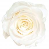 大地農園 プチシャーロット プリザーブドフラワー ローズ～紫陽花のおまけ付き～ 大地農園 プチシャーロット プリザーブドフラワー ローズ