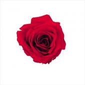 プリザーブド】大地農園/プチシャーロット 16輪 ピュアホワイト/02591