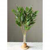 プリザーブド】大地農園/おかめ笹 約5本 グリーン/01180-700 - 花材