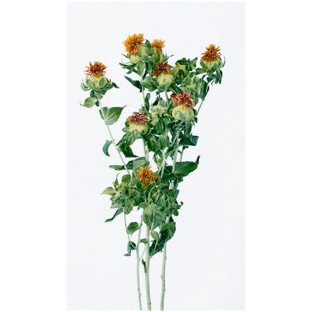 即日 ドライ 大地農園 紅花 1本 N 402 000 通販 はなどんやアソシエ