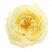 【プリザーブド】大地農園/ローズ・てまり モーニングイエロー 8輪/02460-501